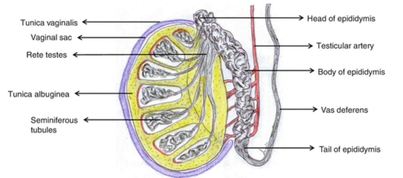 Sectional view of Epididymis and Testes