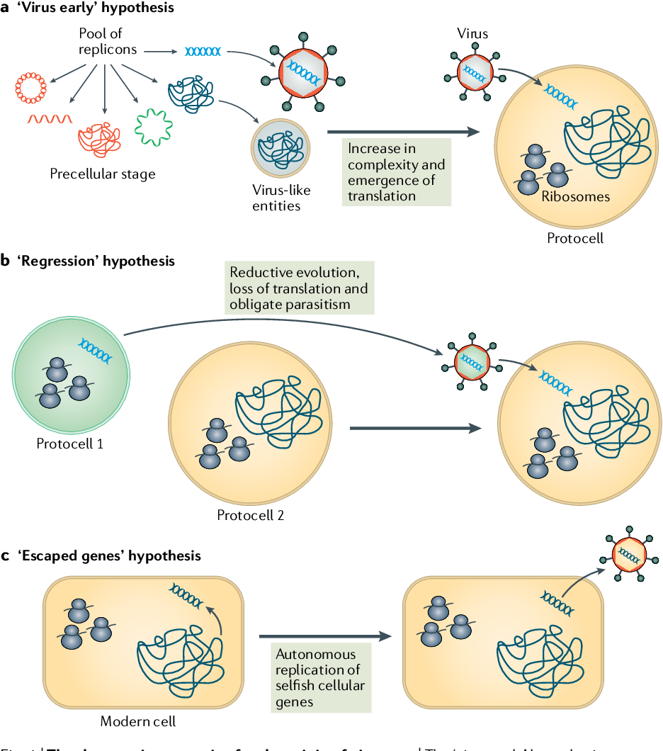 Hypothesis of Virus