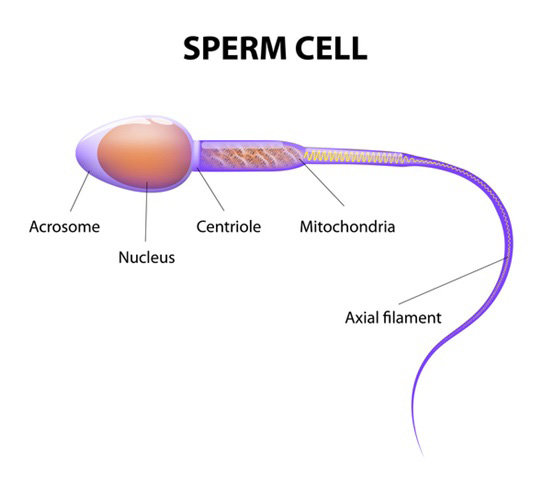 Sperm Cell