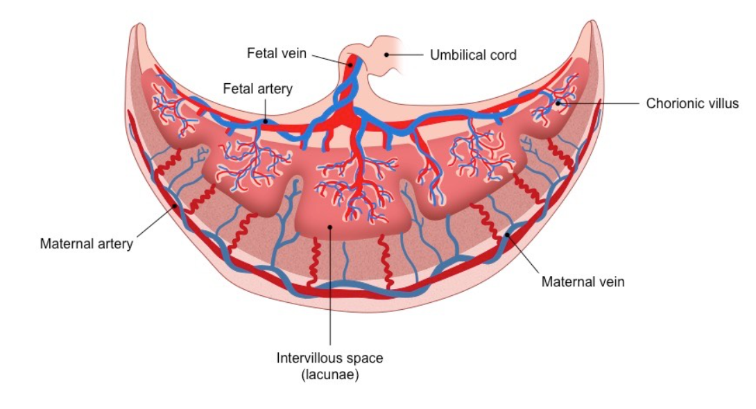 Structure of placenta
