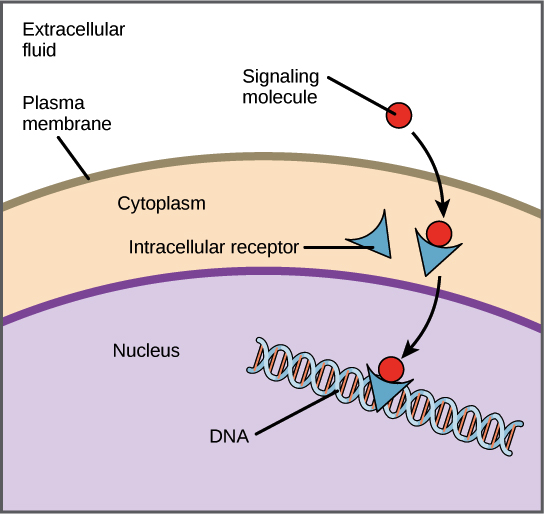 intracellular receptor