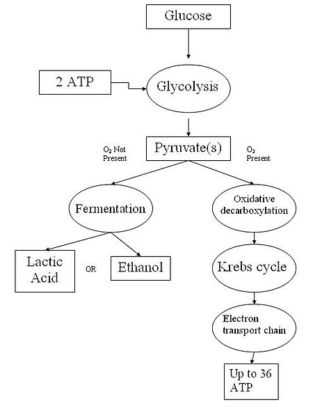 Cellular Respiration