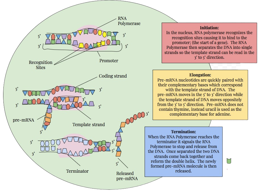 rna transcription