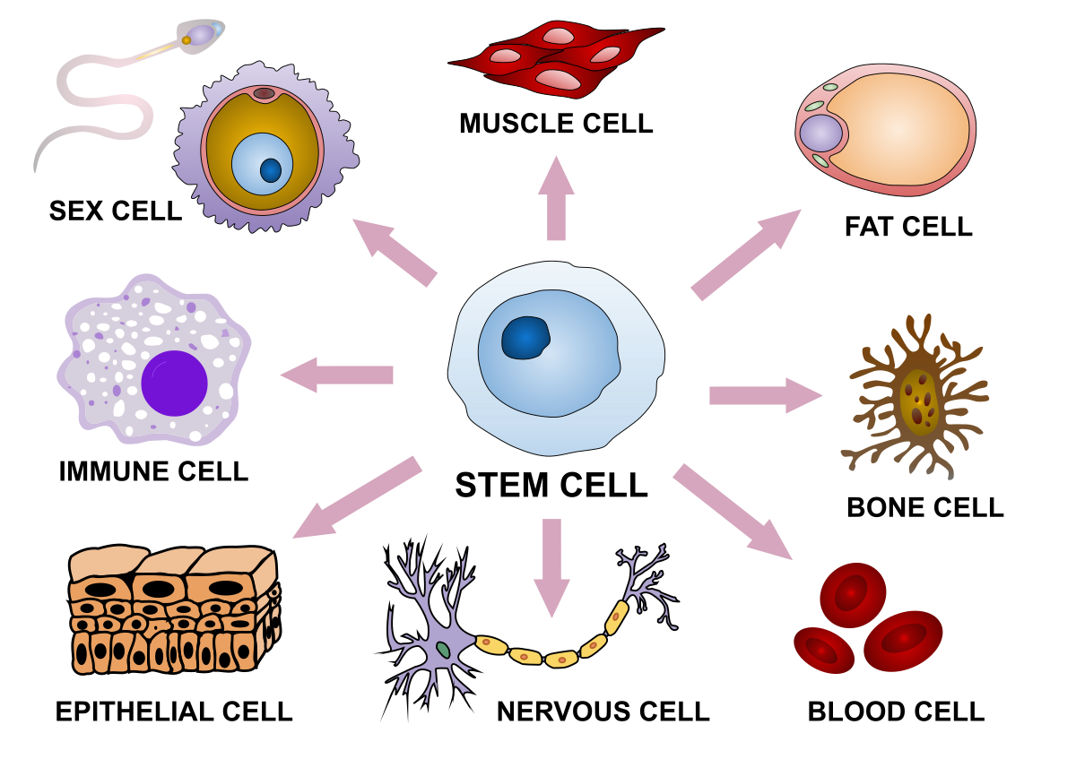 Cell differentiation 