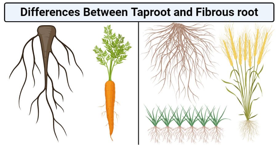 Differences Between Taproot and Fibrous root