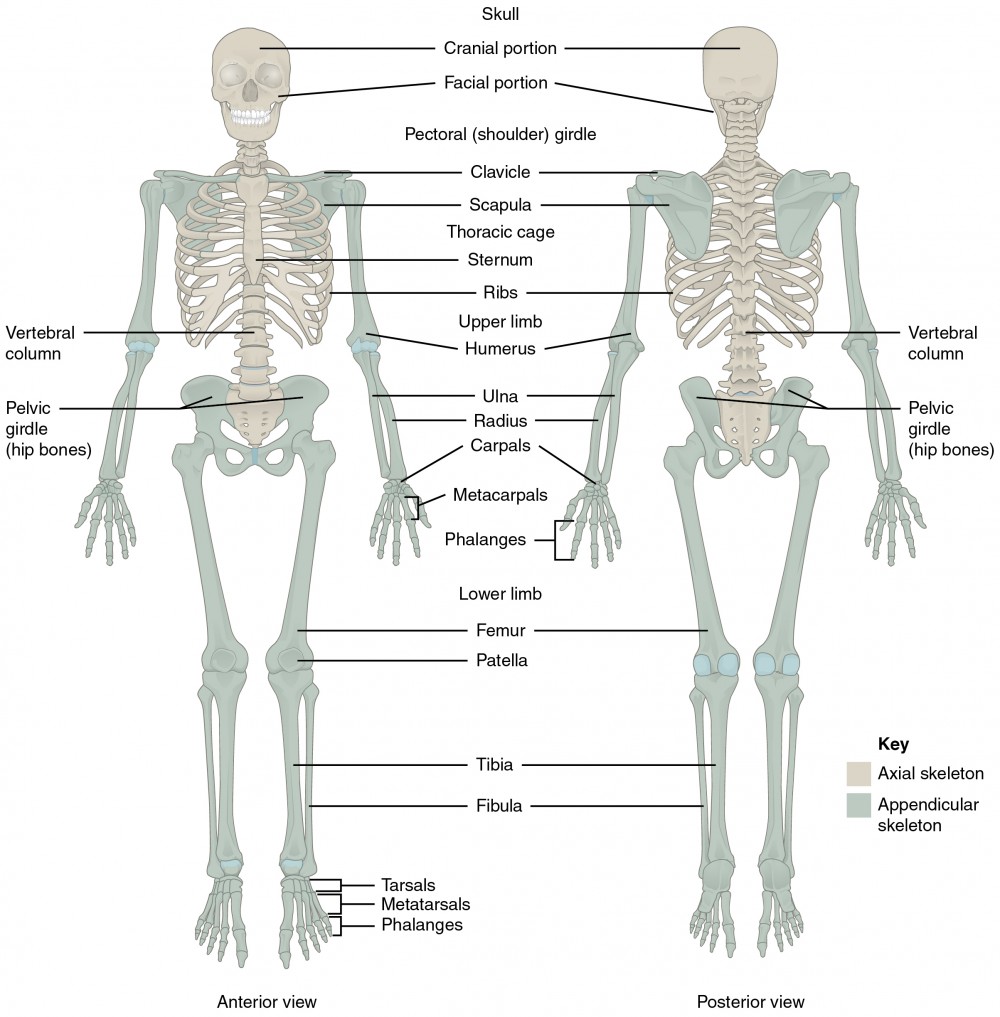 CBSE Class 11 Biology Chapter 20 Revision Notes - Inspirit