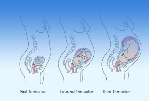 Pregnancy Trimester