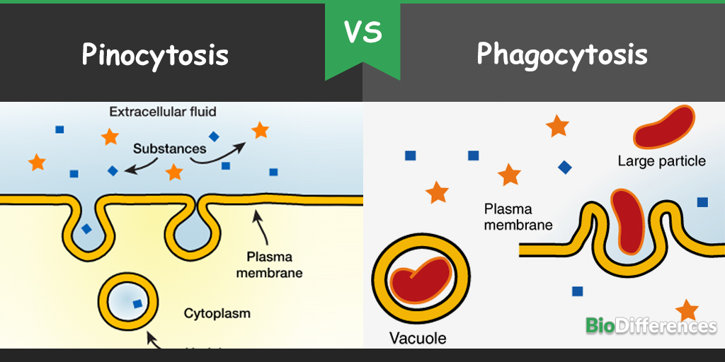pinocytosis and phagocytosis