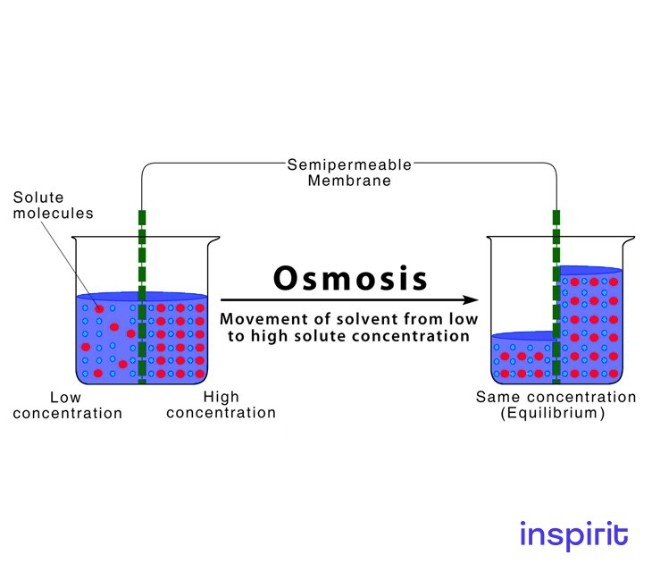 Osmosis