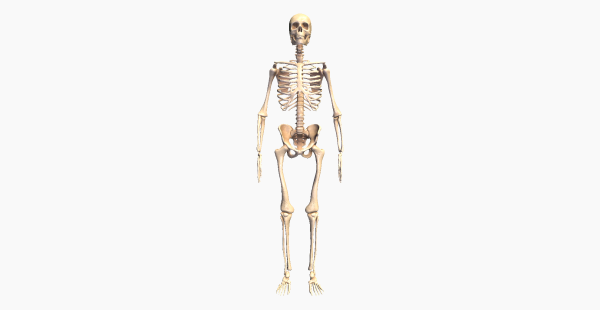 Skeletal System