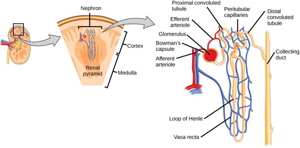 the nephron