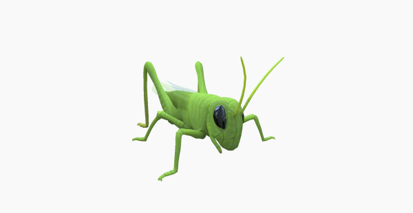 Grasshopper - Omocestus viridulus