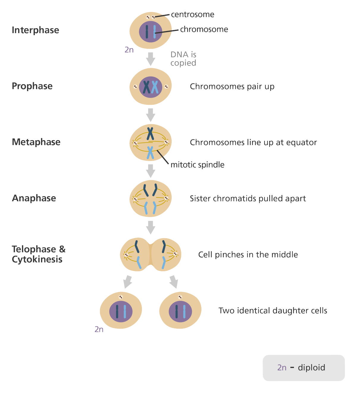 MItosis Phases