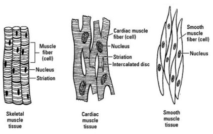 Striated muscles