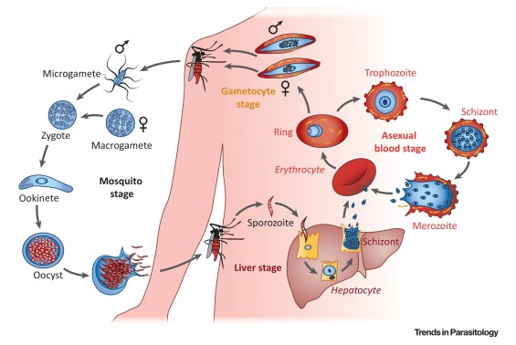 malaria protist example