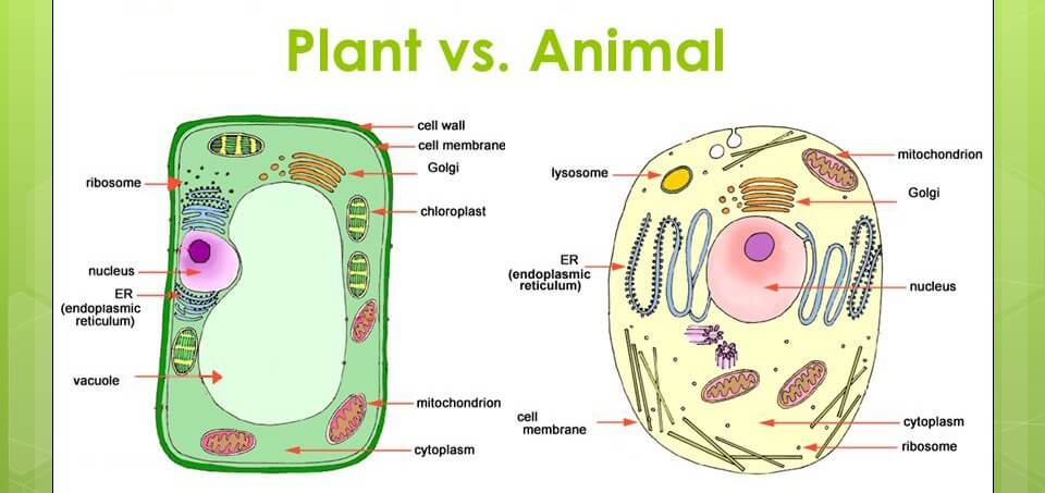 Plant cell vs Animal Cell