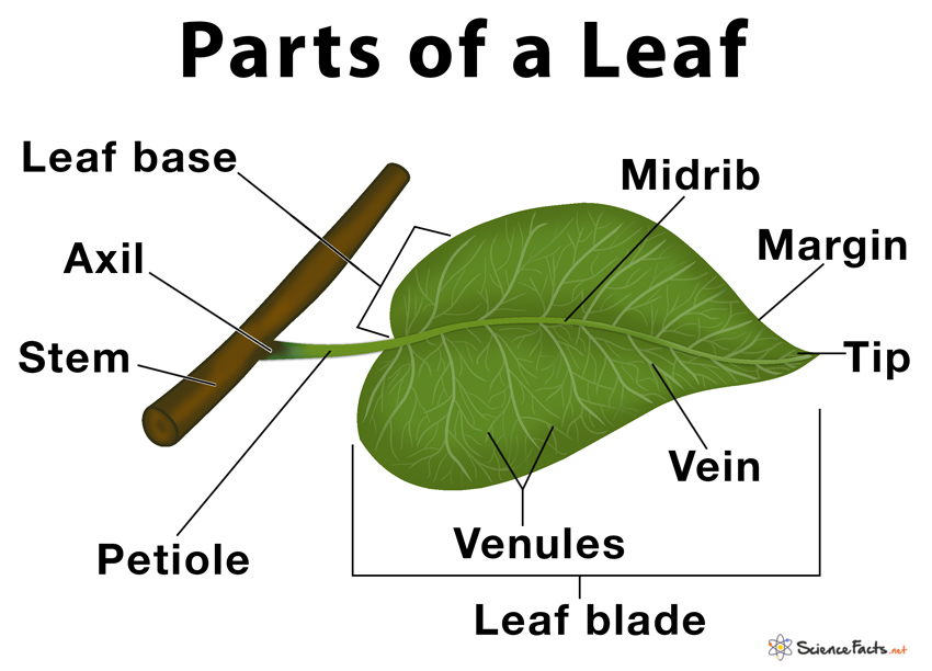 Basic structure of a leaf