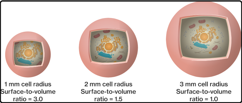 Determinants of cell size