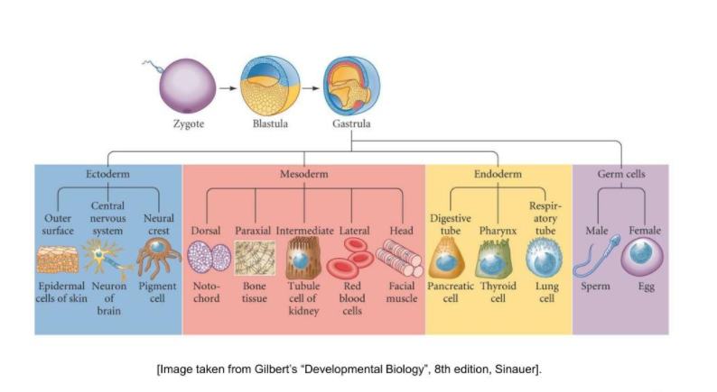 Zygote