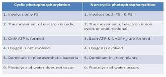 cyclic and non cyclic photophosphorylation