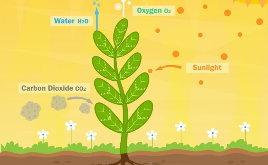 photosynthesis