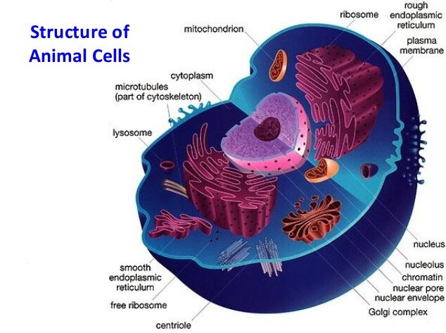 Anatomy of an animal cell