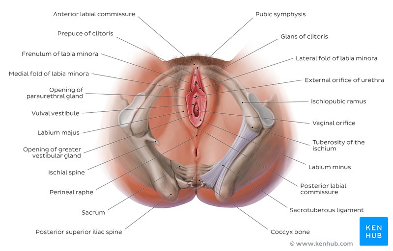 External Female Reproductive System, Anatomy, Parts & Function - Lesson