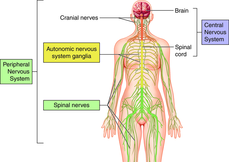 Nervous system