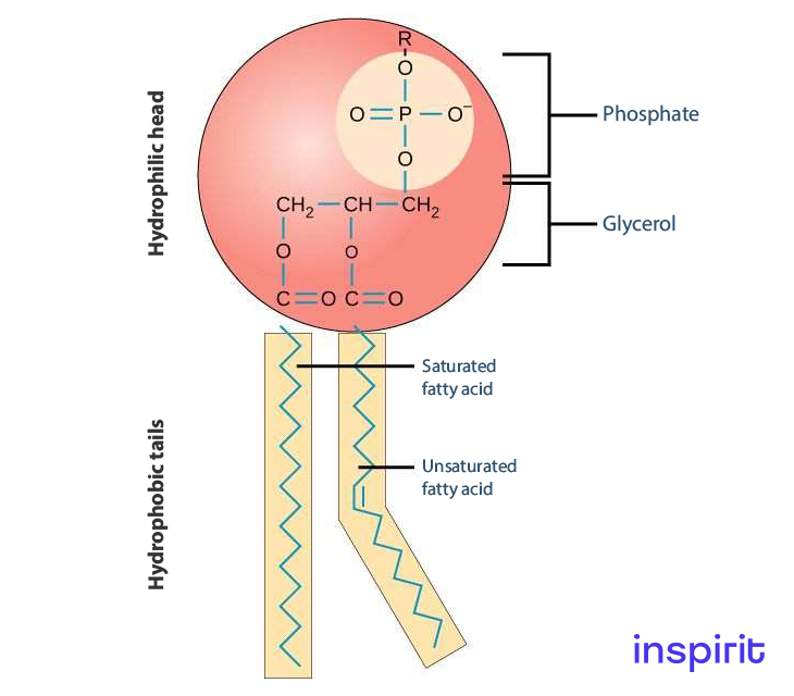 Structure of a Phospholipid
