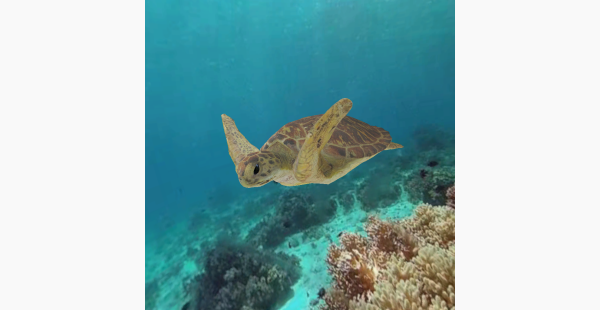 Green Sea Turtle - Chelonia mydas