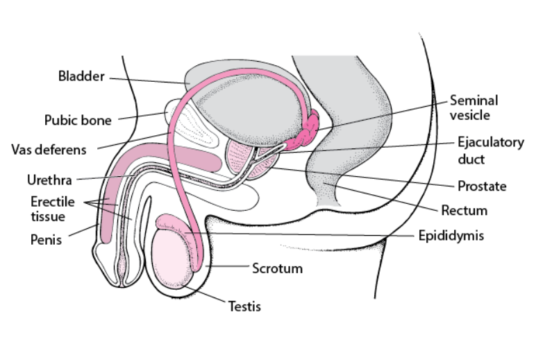 External male reproductive structure