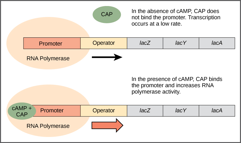 Catabolite Activator Protein (CAP)