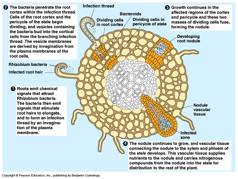 Nitrogen Fixation