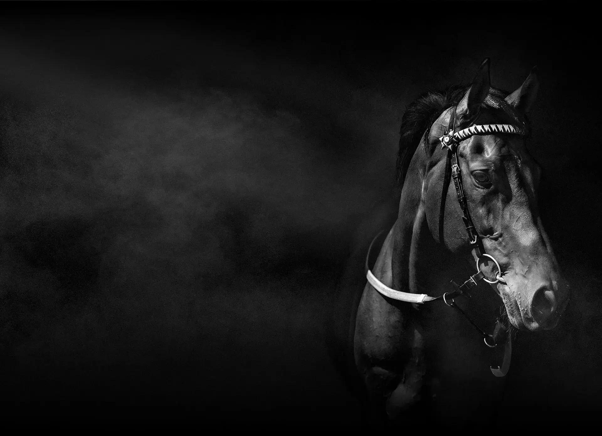 Horse B&W