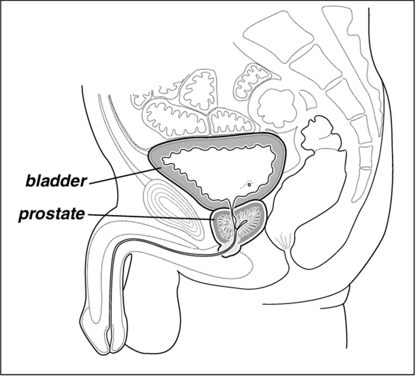 7530-Bladder, Prostate, Urethra