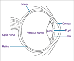 Your Eyes Matter: Sickle Cell and Vision Care | Patients & Families ...