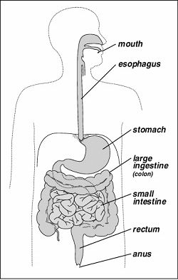 4281-DigestiveSystem