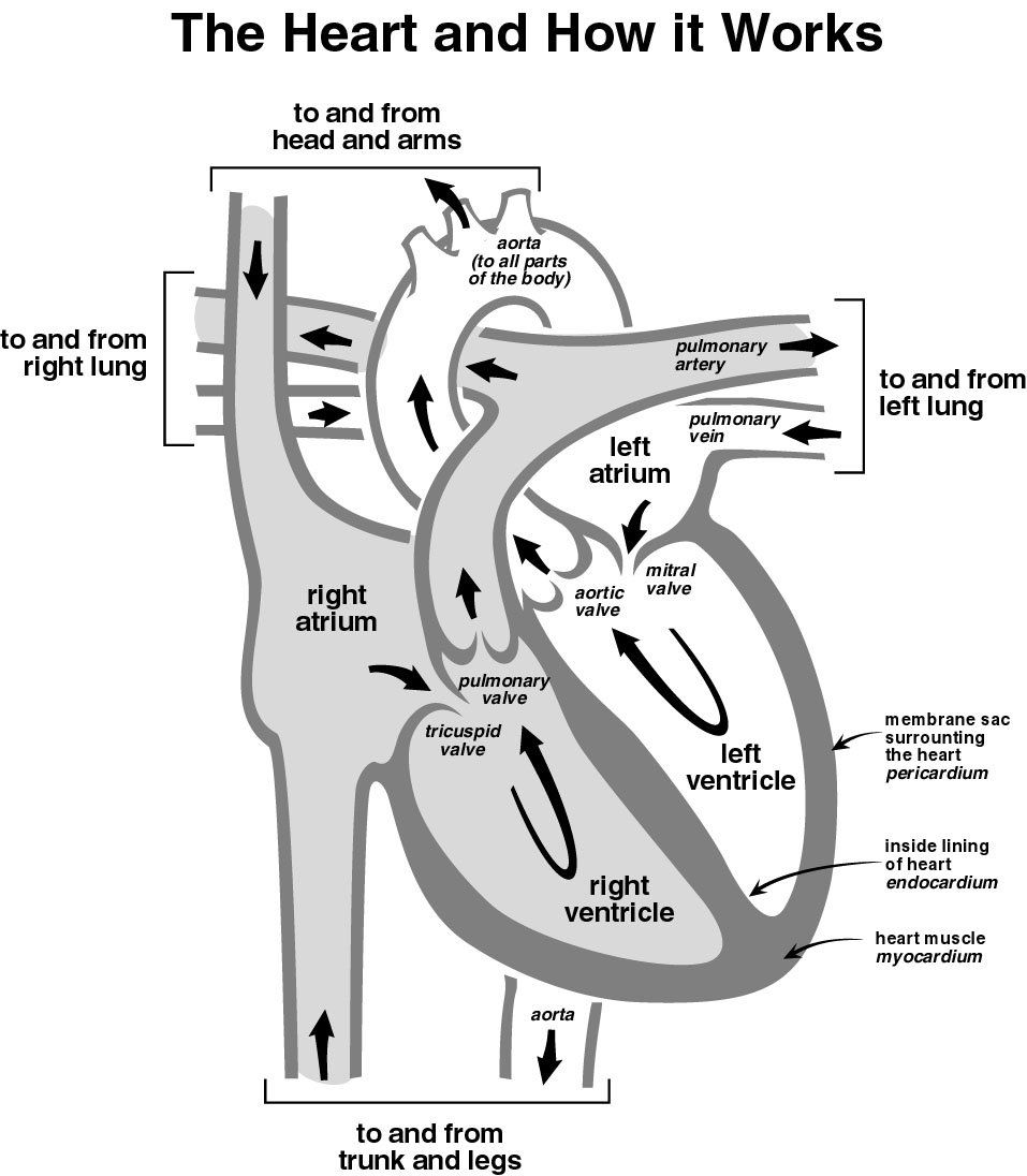 Right Heart Cath Procedure