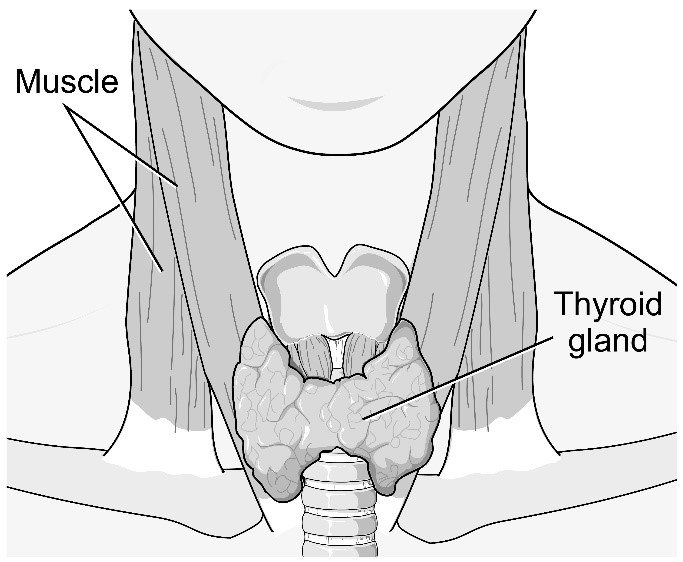 7141 thyroid gland