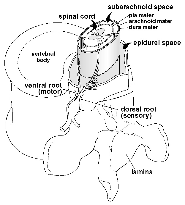 Selective Dorsal Rhizotomy: Functional Anatomy Of The, 53% OFF