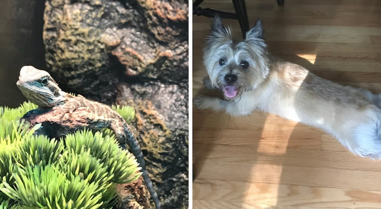 Blog - Meet 15 Furry Animals at the World’s Most Pet-Friendly Company - inline image