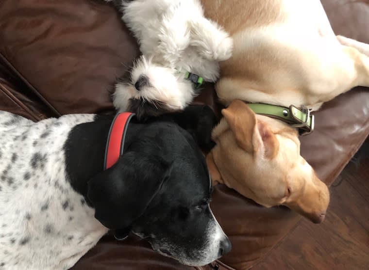 Blog - Meet 15 Furry Animals at the World’s Most Pet-Friendly Company - inline image