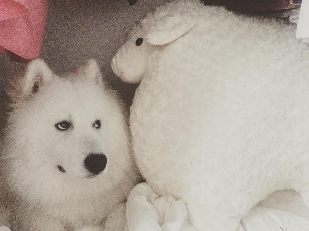 Blog - Inside the World's Most Pet-Friendly Tech Company - inline image