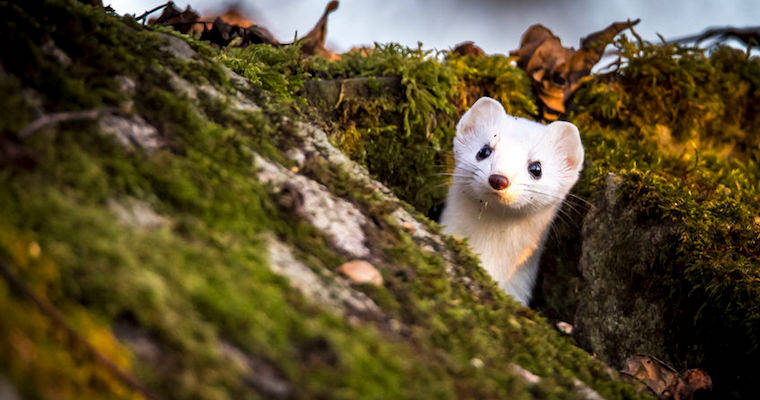 In Defense of the Office Weasel