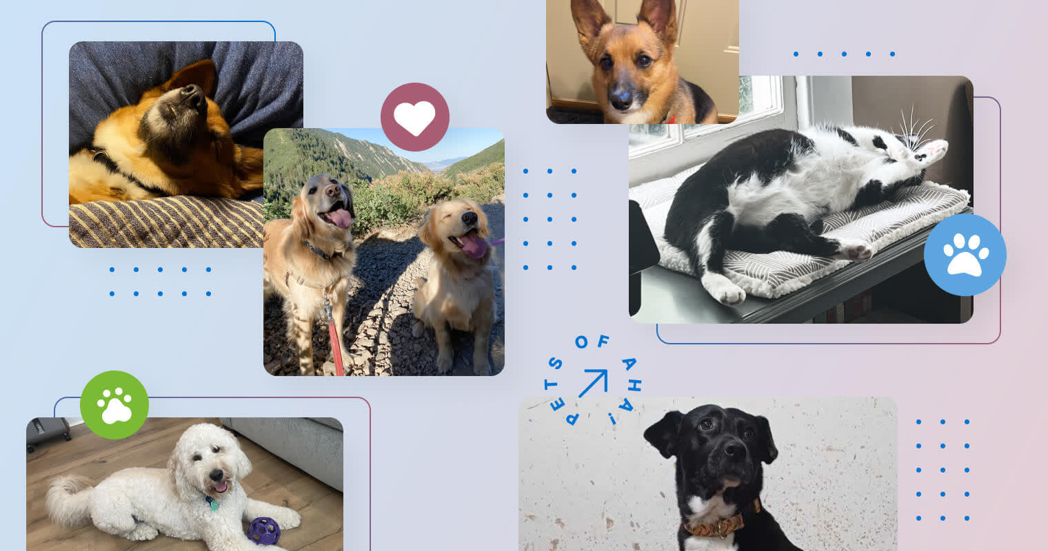 Meet our most-loved (and worst-behaved) remote office teammates