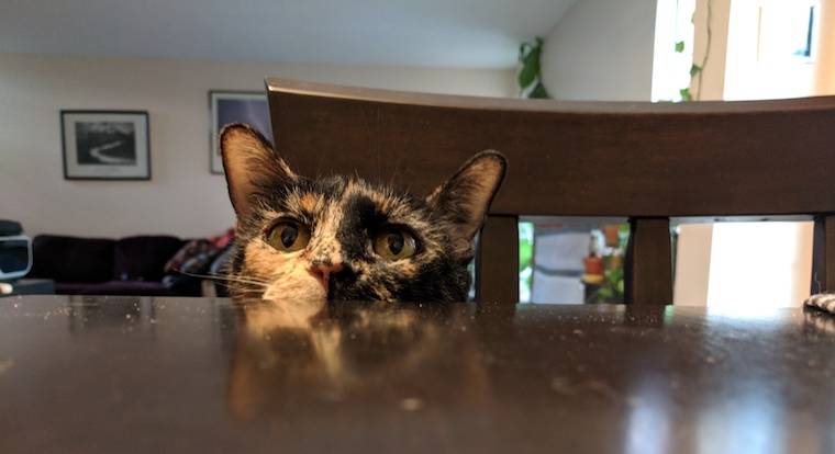 Blog - Meet 15 Furry Animals at the World’s Most Pet-Friendly Company - inline image