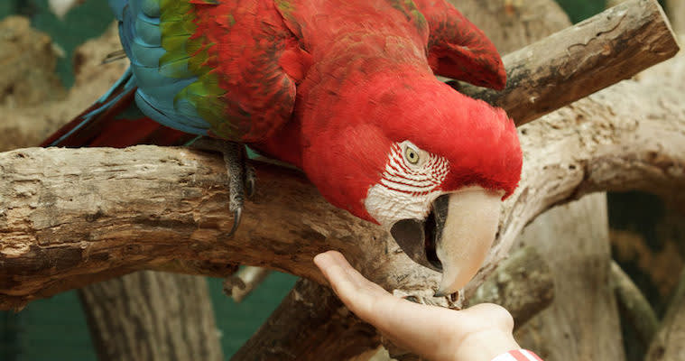 How to Feed the Office Parrot