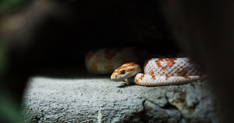 The Truth Behind a Snake's Deadly Embrace - The New York Times