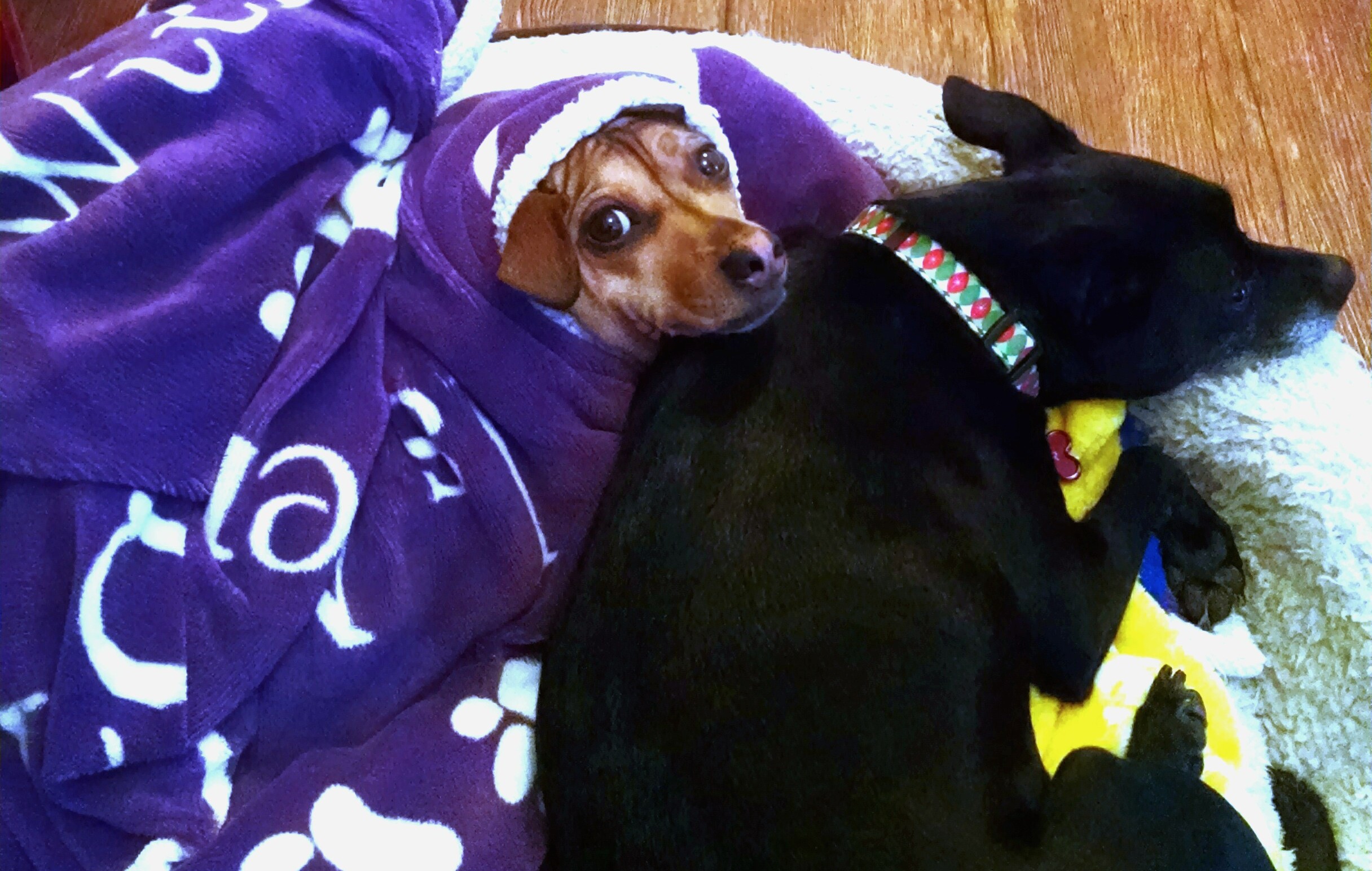 Blog - Inside the World's Most Pet-Friendly Tech Company - inline image
