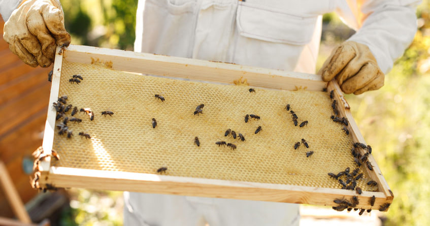 Buzz, Buzz — You Just Got Stung by the Office Bee